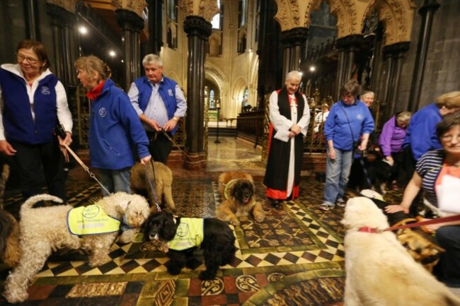 dog10