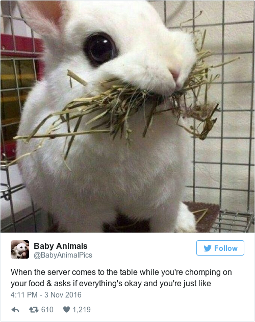 Tweet by @Baby Animals