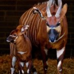 Newborn bongos are a shy bunch and usually hide in foliage for their first weeks. (Image: Dublin Zoo/Patrick Bolger Photography 2012)