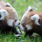 These twin red panda cubs were born in June to parents Angelina and Chota. (Image: Dublin Zoo/Patrick Bolger Photography 2012)