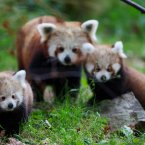 For the first few months, though, the pair only ventured out at night. The names chosen for the cubs from Facebook submissions were Tara and Nima. (Image: Dublin Zoo/Patrick Bolger Photography 2012)