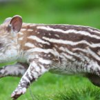 Shortly after his birth, staff at Dublin Zoo were describing the little cutie as